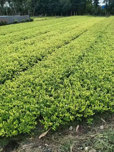 平顶山附近绿化苗木市场在哪里啊